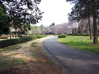 野川公園内の遊歩道