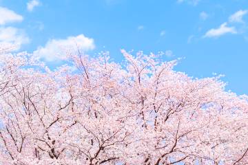さくらが咲く中を走ろう！桜の開花シーズンに開催されるマラソン大会