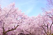 まだ申し込める！桜の花を見ながら「花見ラン」ができるマラソン大会