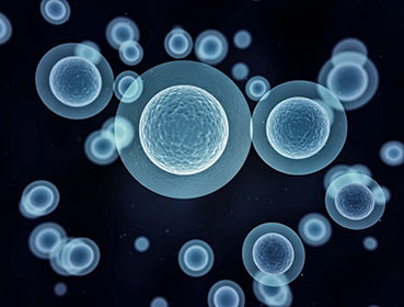細胞を鍛える「ハイアルチ」 ミトコンドリアの活性化