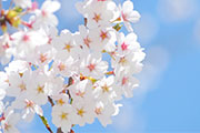 都内のお花見スポットを巡る「お花見ランニング」で桜の名所を満喫しよう