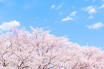 桜が咲く中で走ろう！桜の開花シーズンとともに開催されるマラソン大会をピックアップ